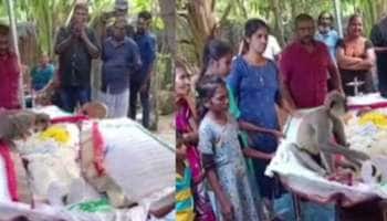 உணவளித்தவருக்காக உருகிய குரங்கு: கட்டிப்பிடித்து கண்ணீர் சிந்தி அஞ்சலி, வைரல் வீடியோ