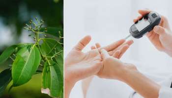 இரத்த சர்க்கரை அளவைக் குறைக்க உதவும் அற்புத மூலிகை பொருள்