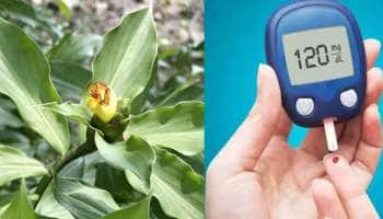 இந்த செடி நீரிழிவு நோயைக் கட்டுப்படுத்த உதவும், ட்ரை பண்ணி பாருங்க