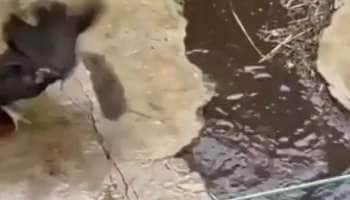 கோழியை விரட்டி கடித்து கடிவாங்கிய எலியின் வைரல் வீடியோ