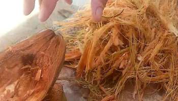இனி தேங்காய் மட்டைய தூக்கி போடாதீங்க, அதுல இவ்ளோ சத்து இருக்கு