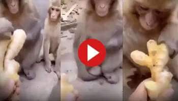 இஞ்சி தின்ற குரங்கை பார்த்திருக்கிறீர்களா? இந்த வைரல் வீடியோல பாருங்க