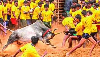  மதுரை ஜல்லிக்கட்டு - என்னென்ன கட்டுப்பாடுகள்?... முழு விவரம்