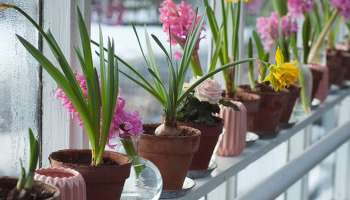 இந்த தாவரங்கள் வாழ்க்கையில் வறுமை மற்றும் எதிர்மறை ஆற்றலைக் கொண்டு வருமாம்