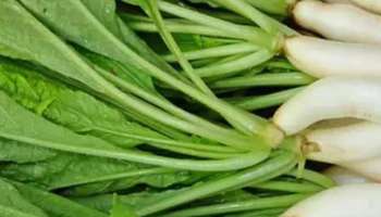 முள்ளங்கி இலை நன்மைகள் பத்தி முழுசா தெரியுமா? தெரிஞ்சா ஆச்சரியப்படுவீங்க!! 