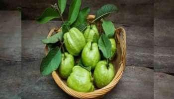 மூளை சுறுசுறுப்பாக்கும் கொய்யா... நீரிழிவை விரட்டும் கொய்யா ! 