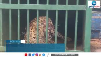 திருப்பதி நடைபாதையில் ஆறு வயது சிறுமியை கொன்ற சிறுத்தை பிடிபட்டது