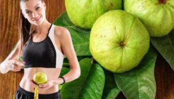 உடல் பருமனால் அவதியா? கொய்யாவை இப்படி சாப்பிடுங்க... உடனே எடை குறையும்