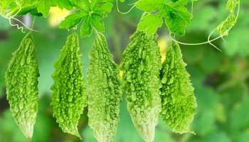 இந்த உணவுகளை பாகற்காயுடன் சேர்த்து சாப்பிட்டால் ஆரோக்கியம் அம்பேல்! ஹெல்த் அலர்ட்