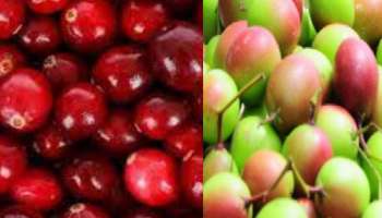 களாக்காய் பெரிய பிஸ்தாவா? அழகை மெருகேற்றி ஆரோக்கியத்தை பாதுகாக்கும் கலாக்காய் பழம் 