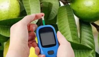 அய்யா...கொய்யா!!! சுகர் லெவலை கட்டுப்படுத்த இந்த இலையை தினமும் சாப்பிட்டால் போதும்!!