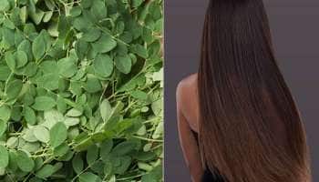 இடுப்பு கீழ் வரை முடி வளர வேண்டுமா? இந்த இலையை மென்று சாப்பிடுங்கள்