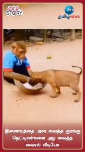 Monkey goving food to dog puppies stuns netizens viral video google trends