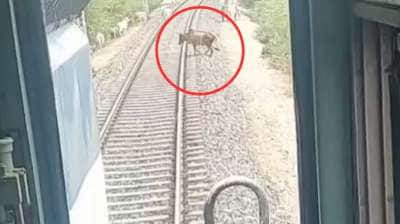 தண்டவாளத்தில் வந்த கண்ணுக்குட்டி, திடீரென நின்ற ரயில் - வைரல் வீடியோ