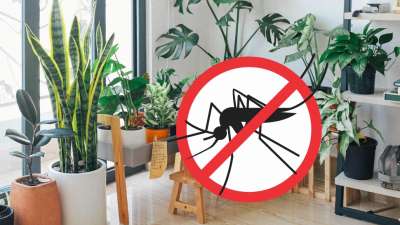 செலவில்லாமல் கொசுக்களை விரட்டி அடிக்க... இந்த செடிகளை உங்கள் வீட்டில் நட்டு வைங்க...