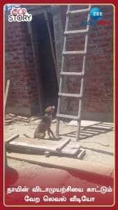 Dog Motivational Video: Dog Climbs Ladder After Repeated Failures Watch Viral Video Here