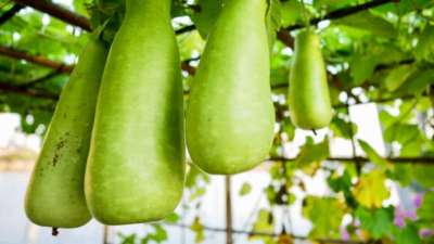 சுரைக்காய் சாப்பிடும்போது சேர்ந்து சாப்பிடவேக்கூடாத 4 உணவுகள்..!