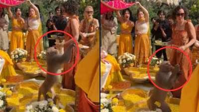 லட்டை லபக்கென கவ்விக்கொண்டு ஓடிய குரங்கு! கல்யாண வீட்டில் கலாட்டா-வைரல் வீடியோ