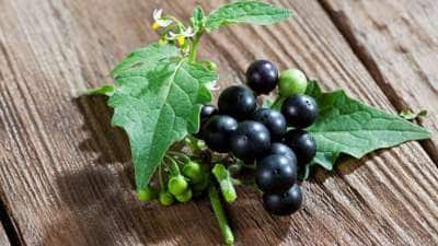 மணத்தக்காளி பழத்தில் ஆயுர்வதே நன்மைகள்... செரிமானம், குடல் ஆரோக்கியத்துக்கு அற்புத மருந்து