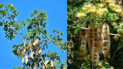வாகை மர காயின் அபூர்வ மருத்துவ குணங்கள் - தலைவலி முதல் இருமல் வரை நிவாரணம்