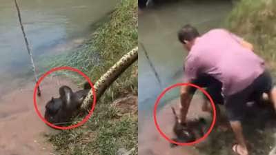 நாயை இழுத்துச்சென்ற அனகோன்டா! காப்பாற்ற முயன்ற 3 பேர்..அப்பறம் என்னாச்சு? வைரல் வீடியோ..