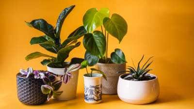 Vastu Tips: வீட்டில் லக்ஷ்மி கடாட்சம் நிறைந்திருக்க... இந்த செடிகளை கண்டிப்பாக வைக்கவும்