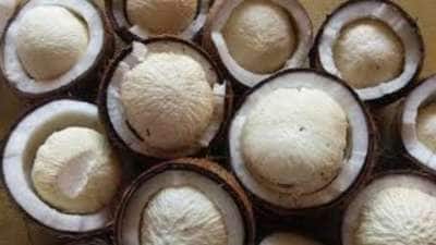 தேங்காய் பூ சாப்பிட்டால் உடல் எடையை குறைக்க முடியுமா? 