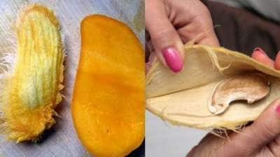 மாம்பழ கொட்டையில் இருக்கும் நன்மைகள்! இது தெரிஞ்சா இனி தூக்கி போட மாட்டீங்க..