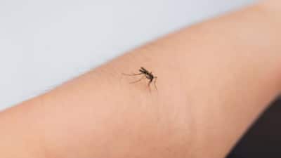 உலகில் ஒரு கொசு கூட இல்லாத நாடு எது தெரியுமா? தெரிந்தால் ஆச்சரியப்படுவீர்கள்!