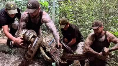 வெறும் கையால் அனகோண்டாவை பிடிக்க முயன்ற நபர்! அப்பறம் என்னாச்சு? திக் திக் காட்சிகள்..