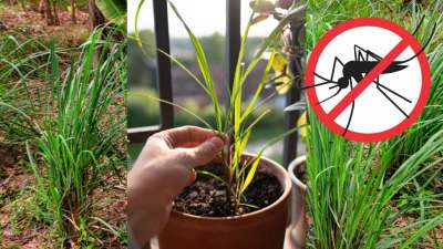 கொசுக்களை விரட்டி அடிக்க... லெமன் கிராஸ் செடியை வீட்டில் வைத்தால் போதும்