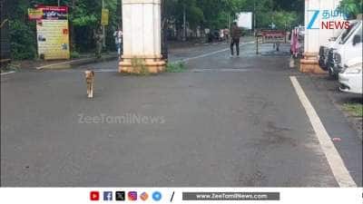 People facing serious problems due to stray dogs in Kanyakumari