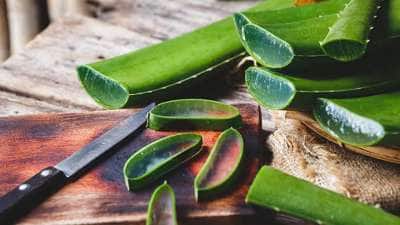 இந்த நபர்கள் கட்டாயம் கற்றாழையை பயன்படுத்துவே கூடாது.. பயம் காட்டும் பக்க விளைவுகள்