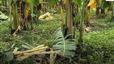 வாணியம்பாடி: இரவில் உலாவும் ஒற்றை காட்டு யானை, அச்சத்தில் மக்கள்