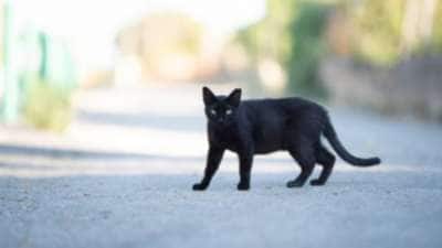 பூனை குறுக்கே வந்தால் கெட்ட சகுனமா? உண்மை என்ன.. தெரிஞ்சிக்கோங்க