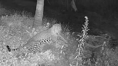 கூண்டில் சிக்கியது ஒன்று... வேட்டையாடுவது இன்னொன்று: சிறுத்தையின் வைரல் வீடியோ