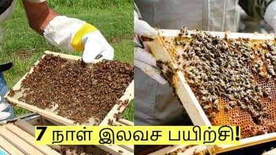 தேன் மூலம் லட்சங்களில் வருமானம்! 7 நாள் இலவச பயிற்சி - யார் யார் கலந்து கொள்ளலாம்?