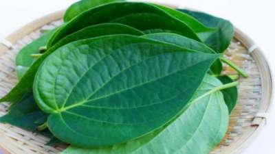 வாயுத்தொல்லைக்கு நிவாரணம் அளிக்கும் வெற்றிலை: இப்படி ட்ரை பண்ணி பாருங்க