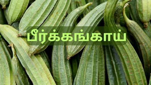 வெயிட் லாஸ் முதல் சுகர் லெவல் வரை... பீர்க்கங்காயை அலட்சியமாக நினைக்காதீங்க