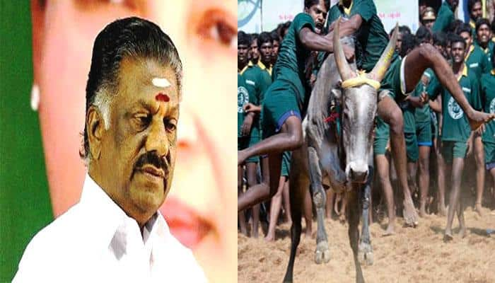 ஜல்லிக்கட்டு: சென்னை திரும்புகிறார் ஓ.பி.எஸ்