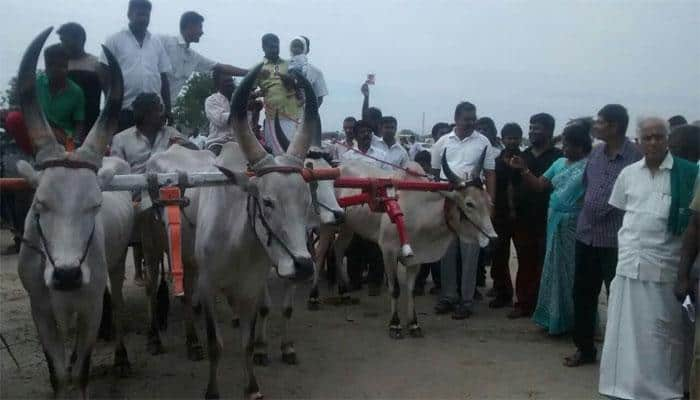 ரேக்ளா போட்டி நடத்த எதிர்ப்பு