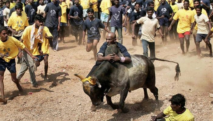 பாலமேட்டில் கோலாகலமாக தொடங்குகிறது ஜல்லிக்கட்டு title=