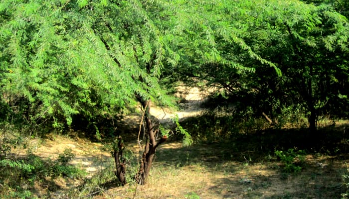 Prosopis Juliflora News In Tamil Latest Prosopis Juliflora News Photos Videos Zee News Tamil
