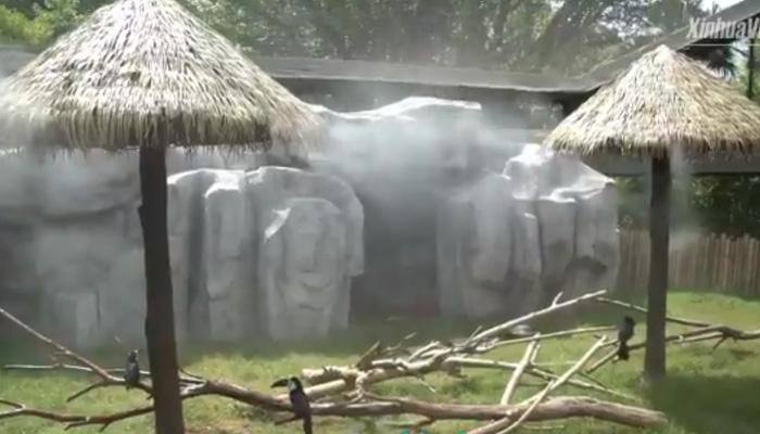 கோடை வெப்பமா - ‘நோ நோ’ சொல்லும் பாண்டா - வீடியோ!! கோடை வெப்பமா - ‘நோ நோ’ சொல்லும் பாண்டா - வீடியோ!!