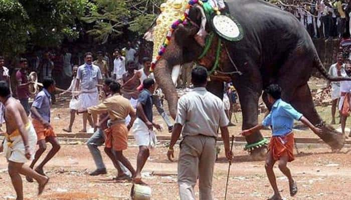 குருவாயூர் கோவில் யானை ரகளை!!