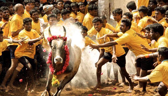 களைகட்டும் அலங்காநல்லூர் ஜல்லிக்கட்டு ஏற்பாடுகள்!! களைகட்டும் அலங்காநல்லூர் ஜல்லிக்கட்டு ஏற்பாடுகள்!!