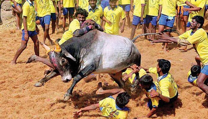 களைகட்டும் அலங்காநல்லூர் ஜல்லிகட்டு: துவக்கிவைத்தார் ஈ.பி.எஸ்., ஒ.பி.எஸ்!