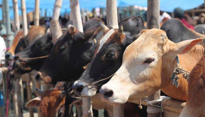 பசுக்களுக்கும் ஆதார் அட்டை அவசியம்: மத்திய அரசு முடிவு!! பசுக்களுக்கும் ஆதார் அட்டை அவசியம்: மத்திய அரசு முடிவு!!