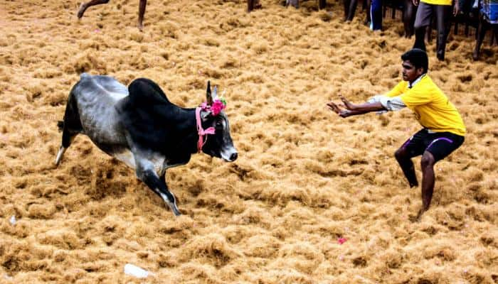 திருவிழாவில் சீறிபாய்ந்த காளைகள்: புதுக்கோட்டை ஜல்லிக்கட்டு!! title=