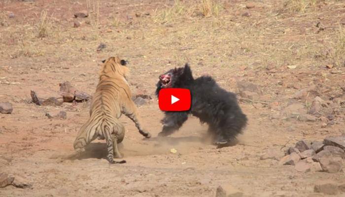 Sloth Bear News In Tamil Latest Sloth Bear News Photos Videos Zee News Tamil 2,386 likes · 6 talking about this. zee news india com